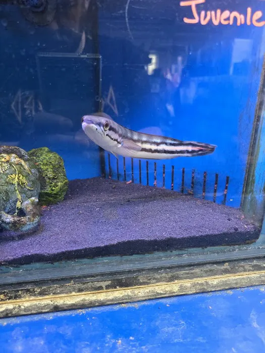 Maidenhead Aquatics Beverley Picture 1