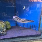Maidenhead Aquatics Beverley