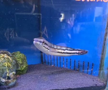 Maidenhead Aquatics Beverley