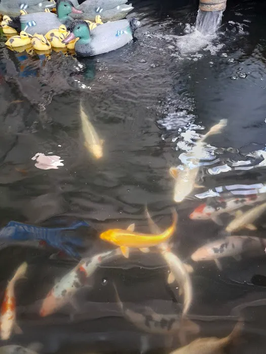 Maidenhead Aquatics Beverley Picture 6