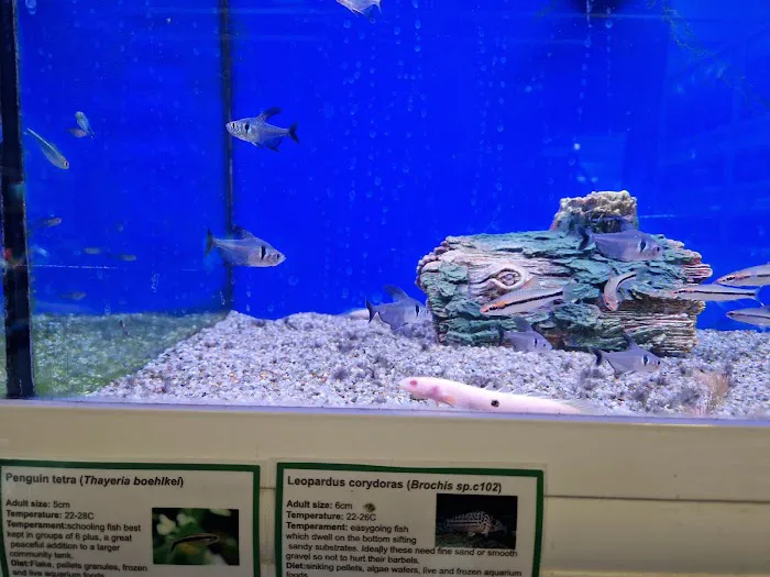 Maidenhead Aquatics Beverley Picture 5