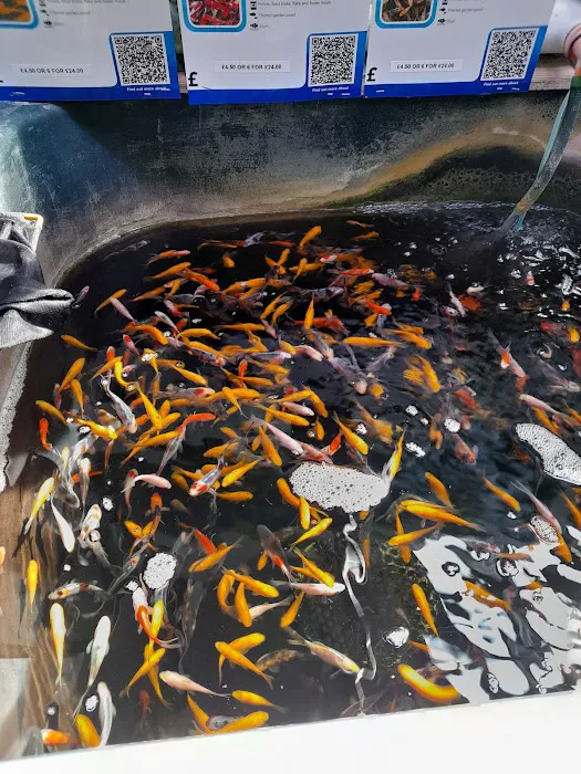 Maidenhead Aquatics Beverley Picture 4