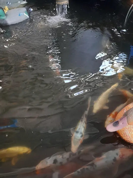 Maidenhead Aquatics Beverley Picture 9