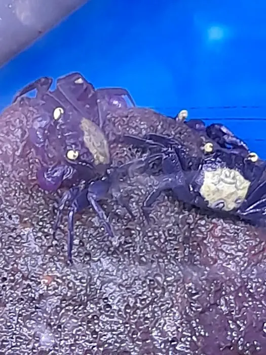 Maidenhead Aquatics Beverley Picture 8