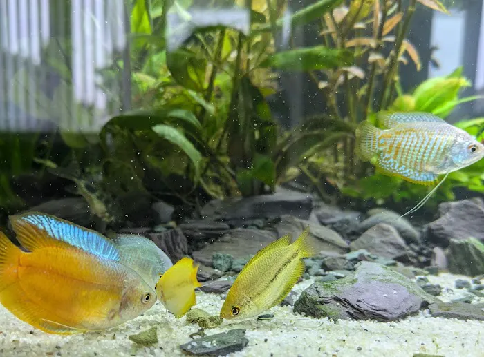 Maidenhead Aquatics Beverley Picture 7