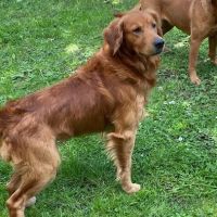 Tweed House Vets ico