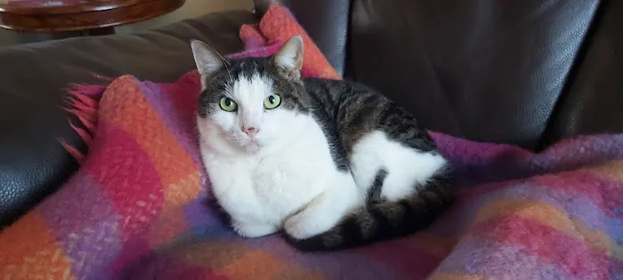 Vets4Pets - Pudsey Picture 5
