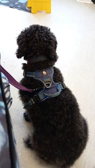 Vets4Pets - Pudsey Picture 6