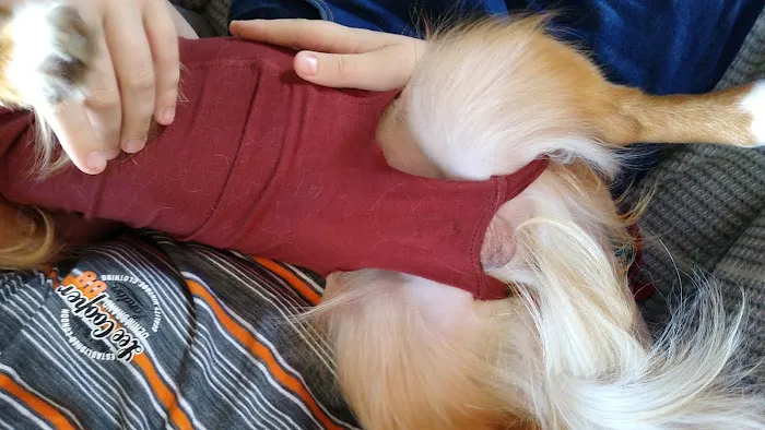 Vets4Pets - Pudsey Picture 8