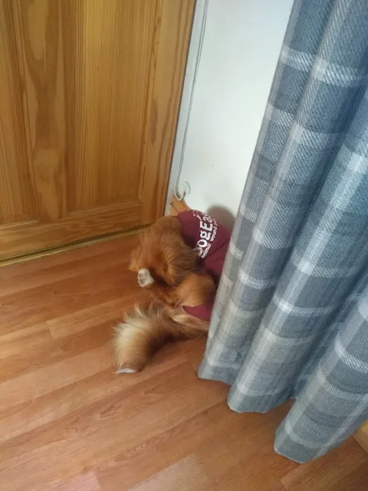 Vets4Pets - Pudsey Picture 9