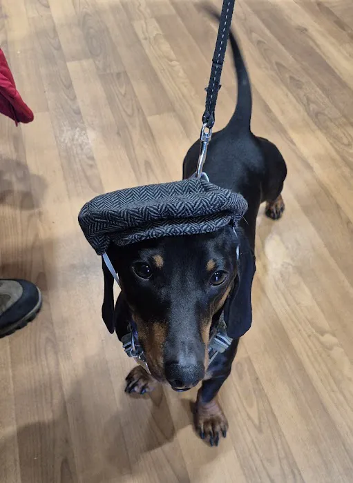 Pets at Home Sutton in Ashfield Picture 8