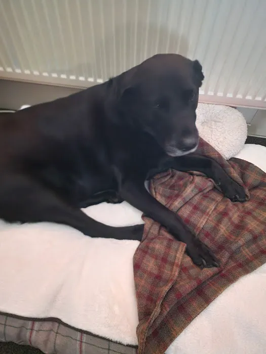 Pets at Home Sutton in Ashfield Picture 7