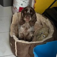 Taylors Corn Stores ico