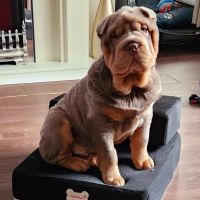 Home Comforts Mobile Vets ico