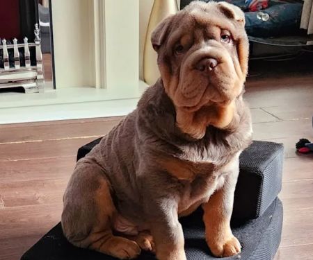 Home Comforts Mobile Vets