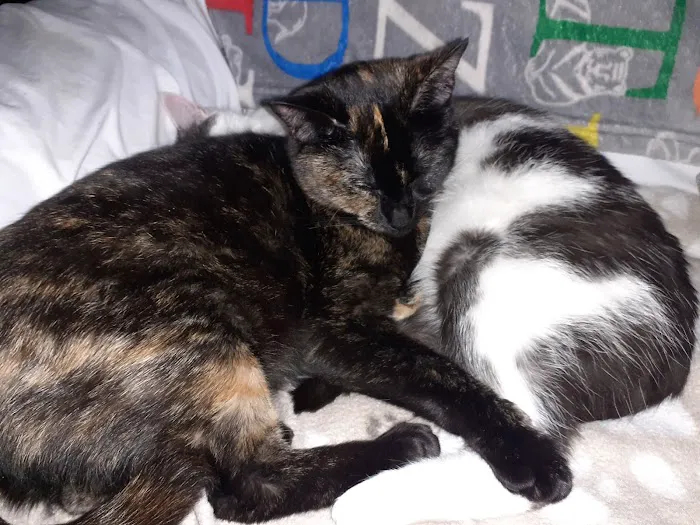 Home Comforts Mobile Vets Picture 8