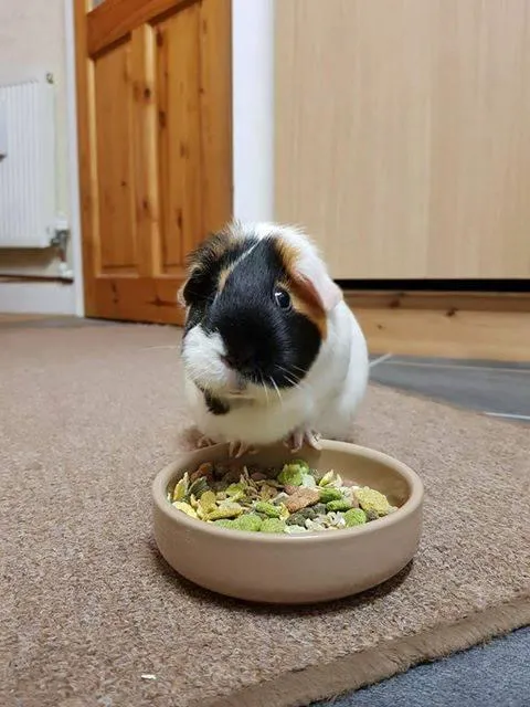 Home Comforts Mobile Vets Picture 10