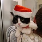 Cherry Tree Cattery
