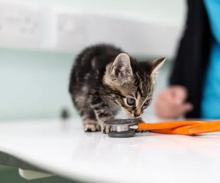 Yorkshire Vets - Thornbury Hospital