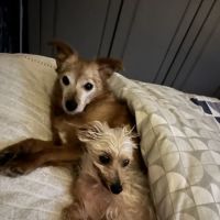 Vets Now Bradford ico