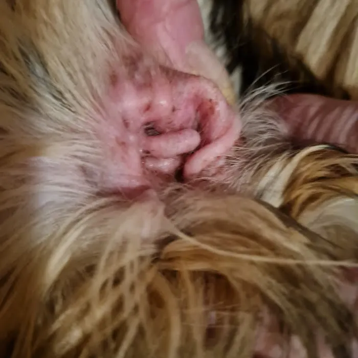 Vets Now Bradford Picture 4
