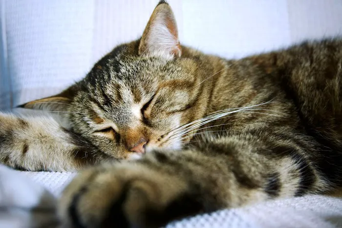 Station House Cattery Picture 2