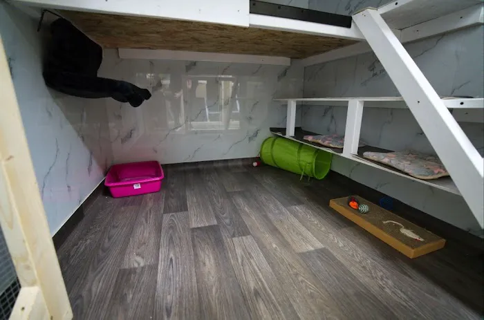 Station House Cattery Picture 3