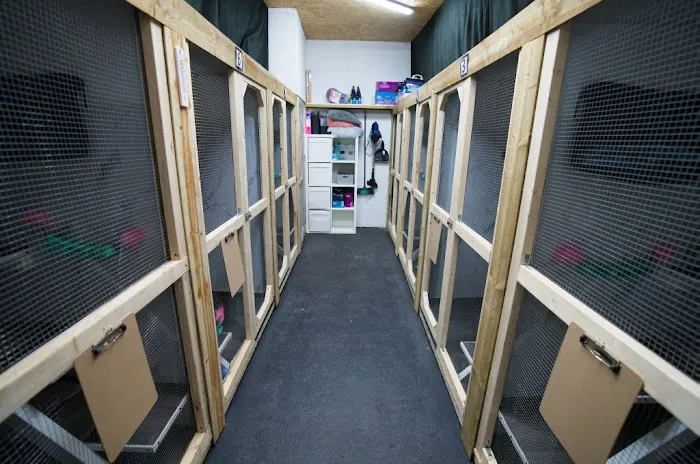 Station House Cattery Picture 4