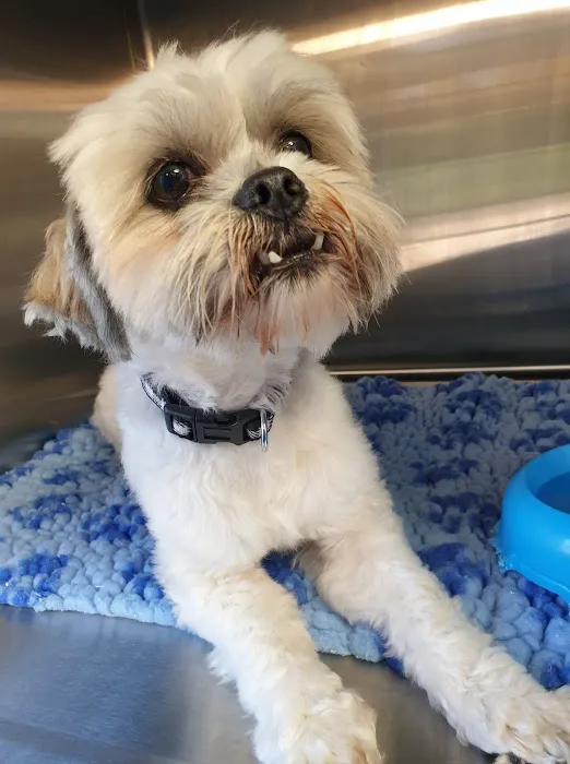White Cross Vets Picture 8