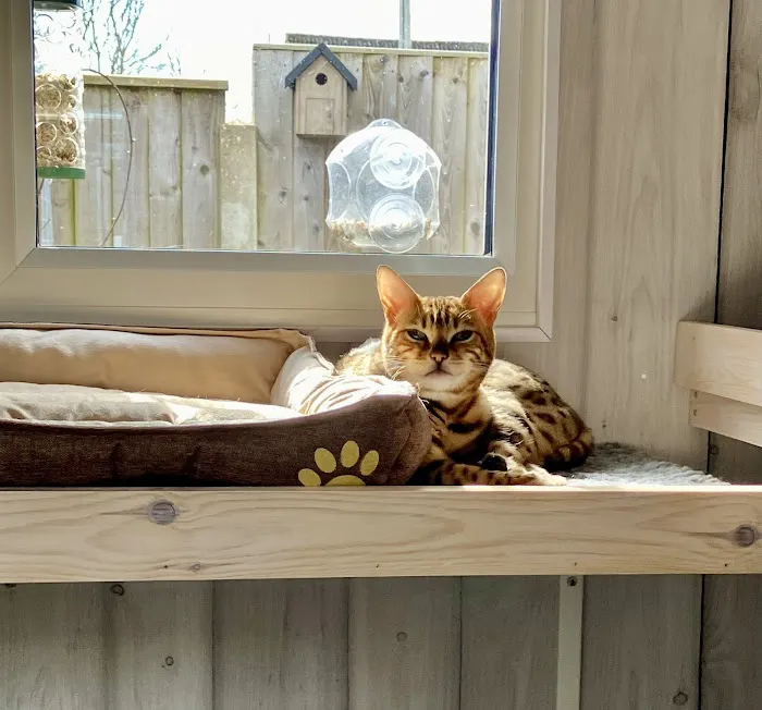 Wolds Retreat Cattery Picture 1