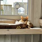 Wolds Retreat Cattery