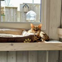 Wolds Retreat Cattery ico