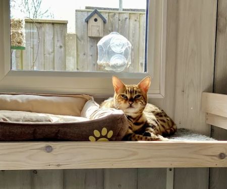 Wolds Retreat Cattery