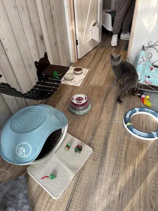 Wolds Retreat Cattery Picture 7