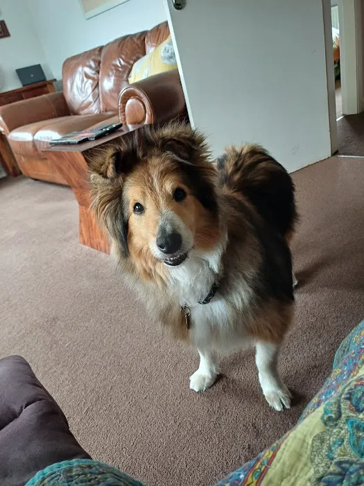 Fen Lane Canine Picture 1