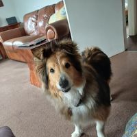 Fen Lane Canine ico