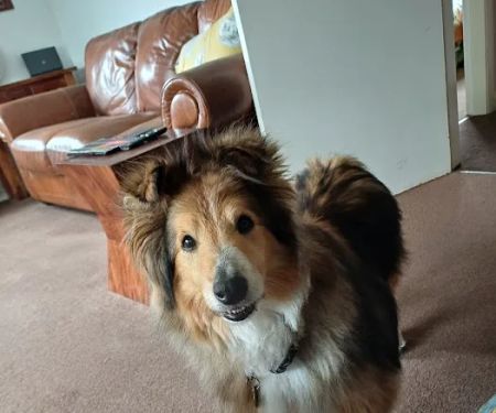 Fen Lane Canine