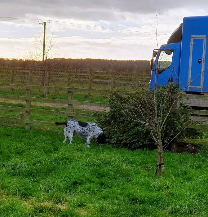 Fen Lane Canine Picture 5