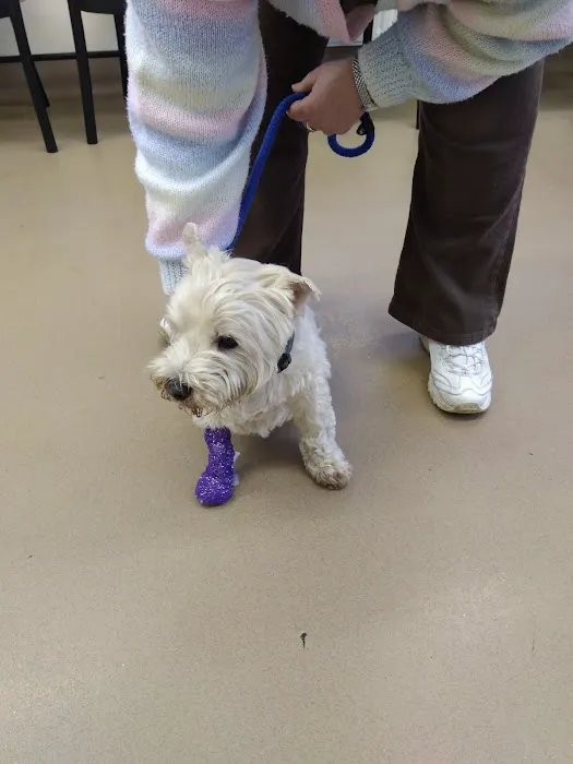 Medivet Horncastle Picture 5