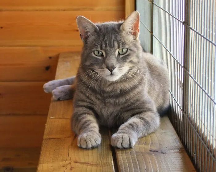 Meadow Lodge Cattery Picture 3
