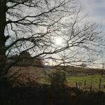 Meadow Lodge Cattery
