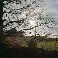 Meadow Lodge Cattery ico