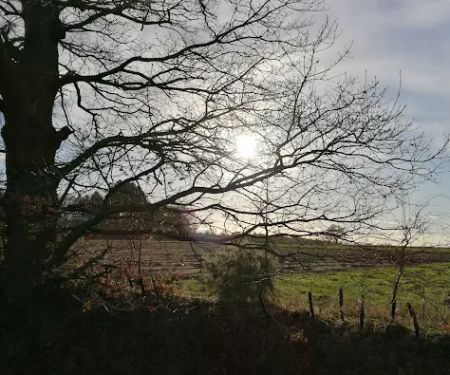 Meadow Lodge Cattery