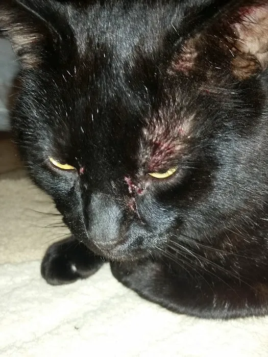 Vet On The Corner Picture 3
