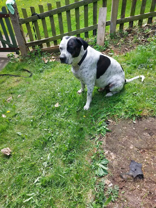 Vets4Pets - Bradford Idle (Eccleshill) Picture 2