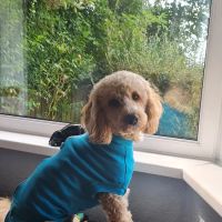 Vets4Pets - Bradford Idle (Eccleshill) ico