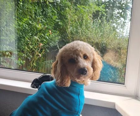 Vets4Pets - Bradford Idle (Eccleshill)