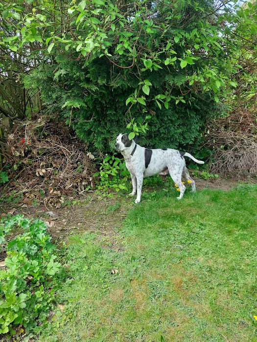 Vets4Pets - Bradford Idle (Eccleshill) Picture 3
