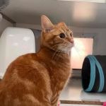 Brookdale Boarding Cattery