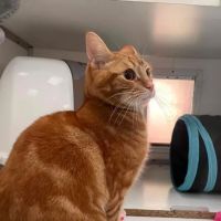 Brookdale Boarding Cattery ico